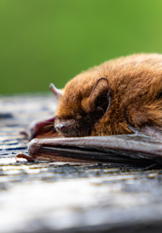 A Pipistrelle bat that is lying down and asleep