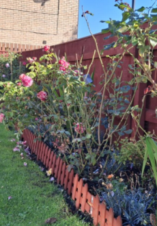 The garden showing roses and flowers