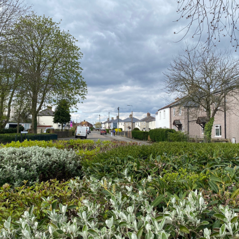 A street with snowdrops in the foreground