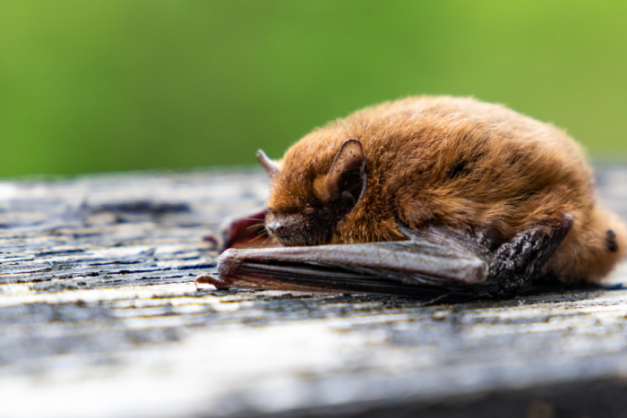 A Pipistrelle bat that is lying down and asleep