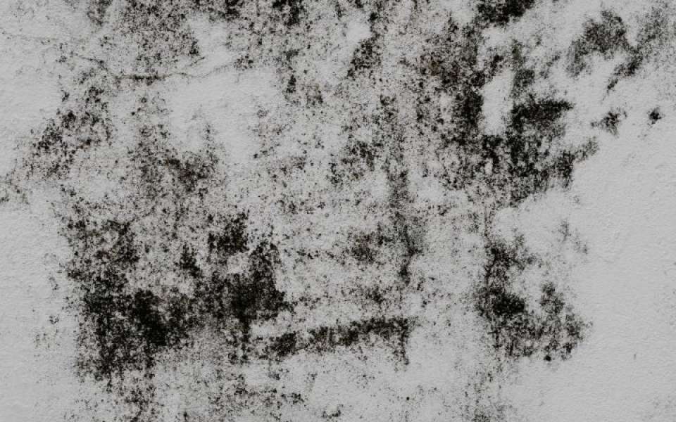 Mould on wall