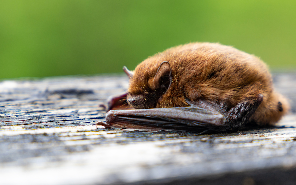 A Pipistrelle bat that is lying down and asleep