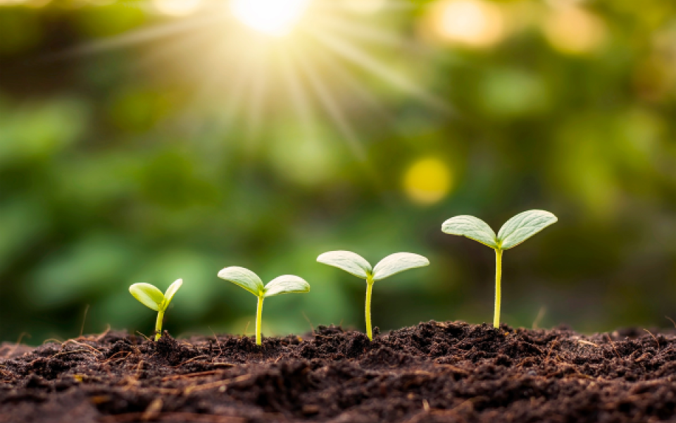 Seeds growing in soil.